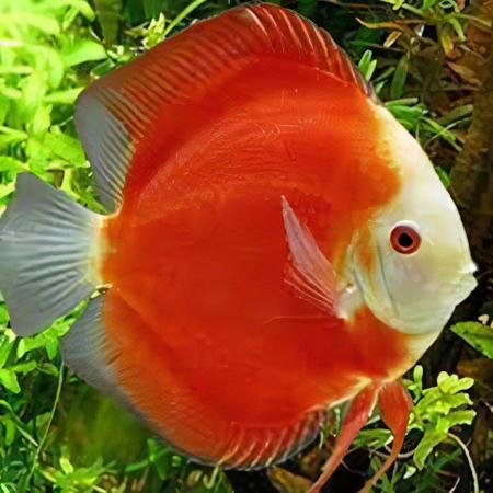 Red Melon Discus - Real Aquatics