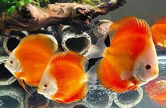 Red Melon Discus - Real Aquatics
