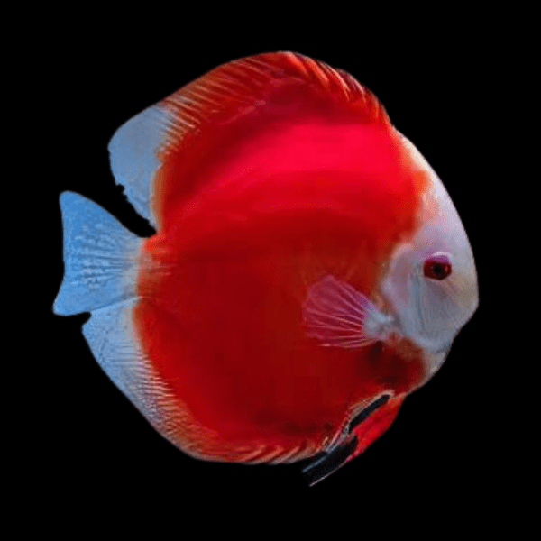 Red Melon Discus - Real Aquatics