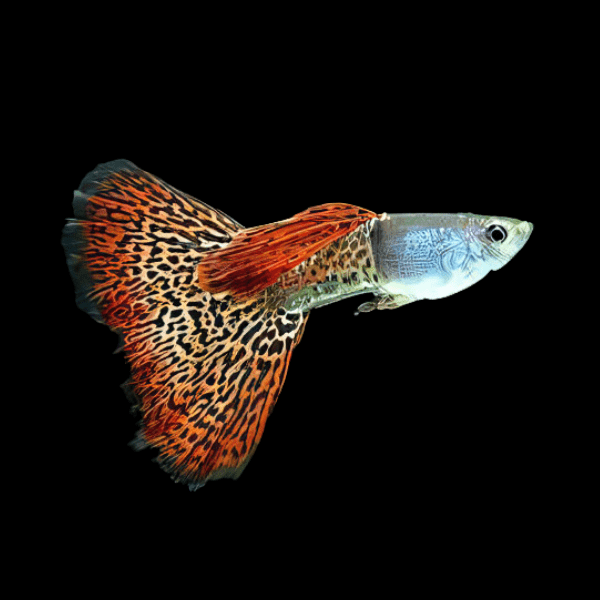 Red Metallic Male Guppy Poecilia Reticulata 3cm - Real Aquatics
