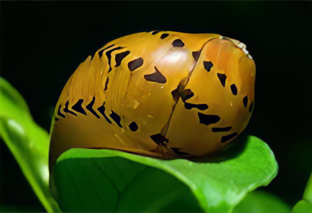 Red Onion Snail Vittina Semiconica 2cm - Real Aquatics