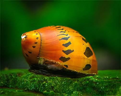 Red Onion Snail Vittina Semiconica 2cm - Real Aquatics