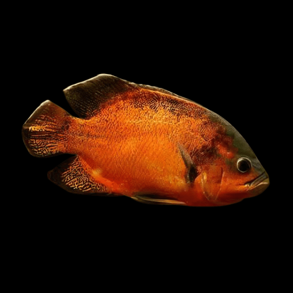 Red Oscar High Grade Astronotus Ocellatus 12cm - Real Aquatics