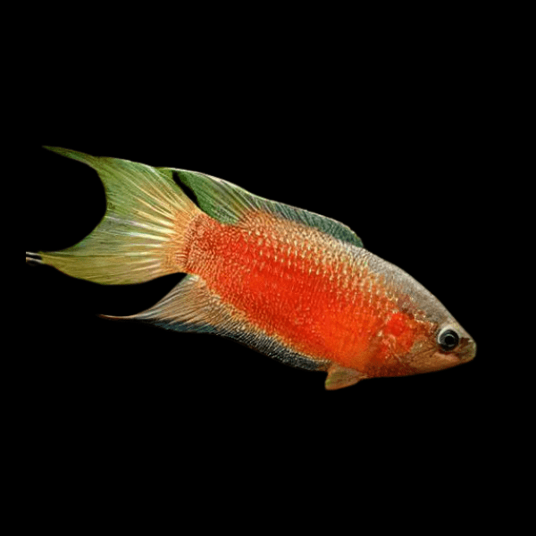 Red Paradise Fish Macropodus Opercularis 4cm - Real Aquatics