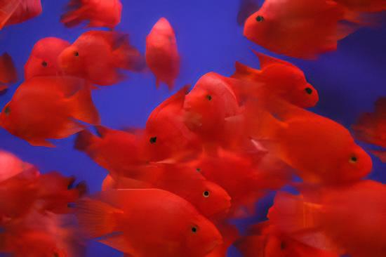 Red Baby Parrot Fish Hybrid Amphilophus citrinellus Vieja melanurus 3cm - Real Aquatics