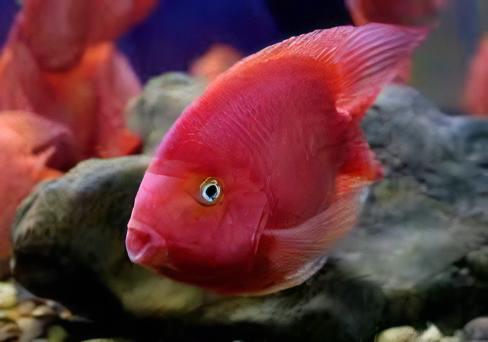 Red Parrot Fish Hybrid Amphilophus citrinellus Vieja melanurus 5cm - Real Aquatics