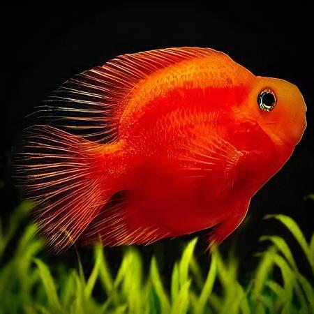 Red Parrot Fish Hybrid Amphilophus citrinellus Vieja melanurus 5cm - Real Aquatics