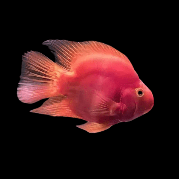 Red Baby Parrot Fish Hybrid Amphilophus citrinellus Vieja melanurus 3cm - Real Aquatics