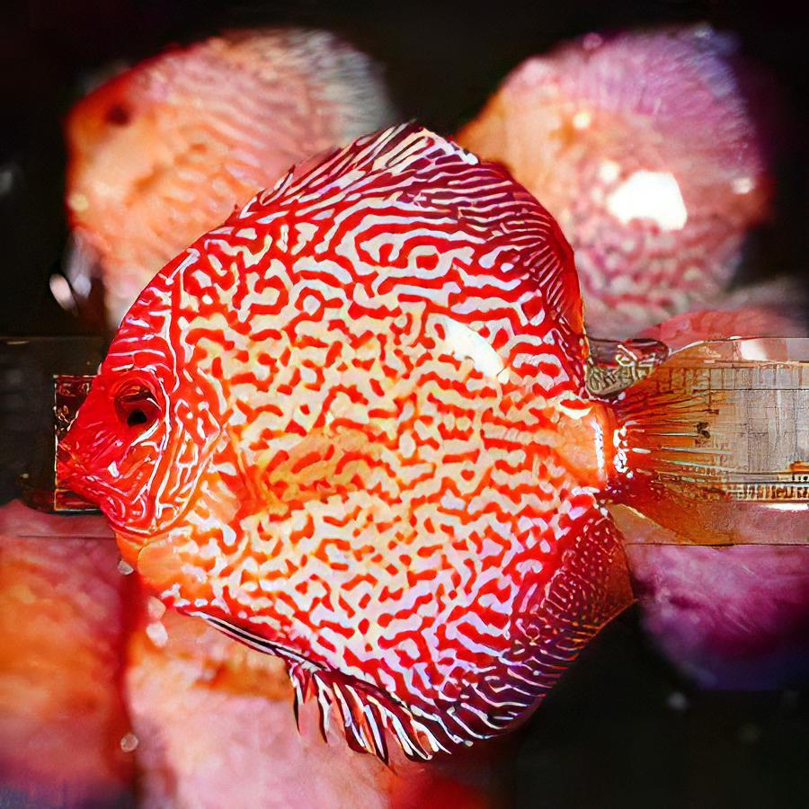 Red Pigeon Snakeskin Discus - Real Aquatics