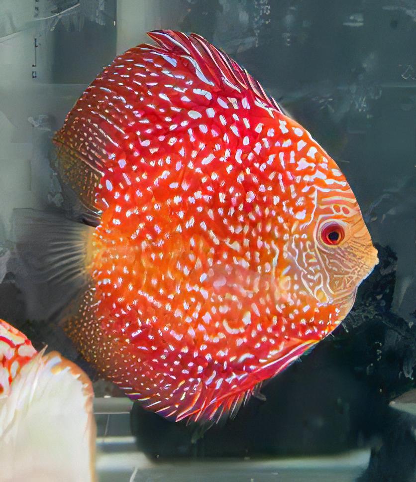 Red Pigeon Snakeskin Discus - Real Aquatics