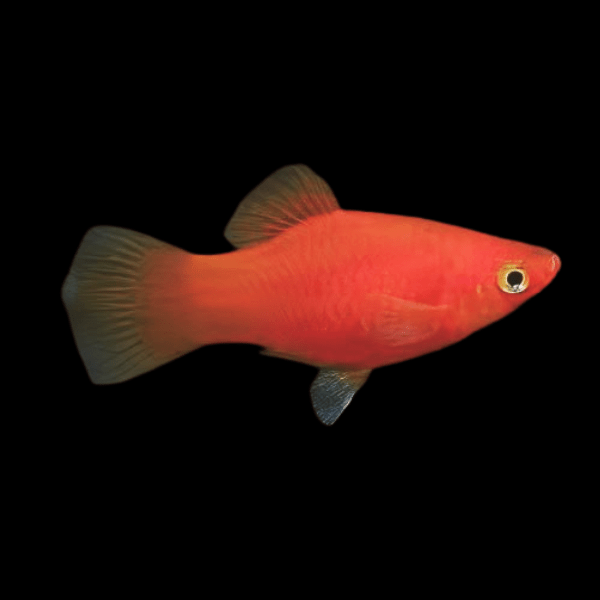 Red Platy Xiphophorus Maculatus 3cm - Real Aquatics
