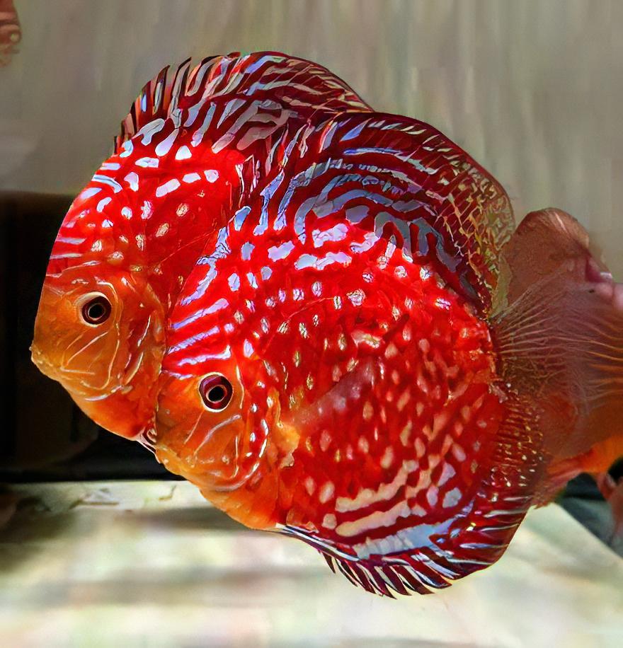 Red Rafflesia Discus - Real Aquatics