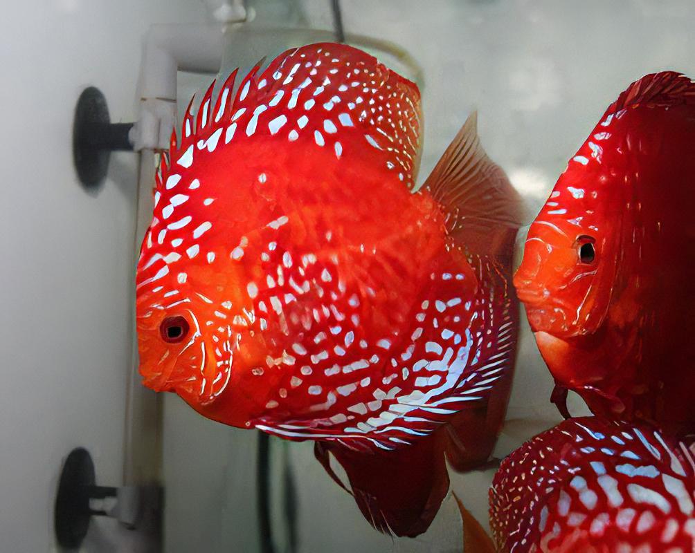 Red Rafflesia Discus - Real Aquatics