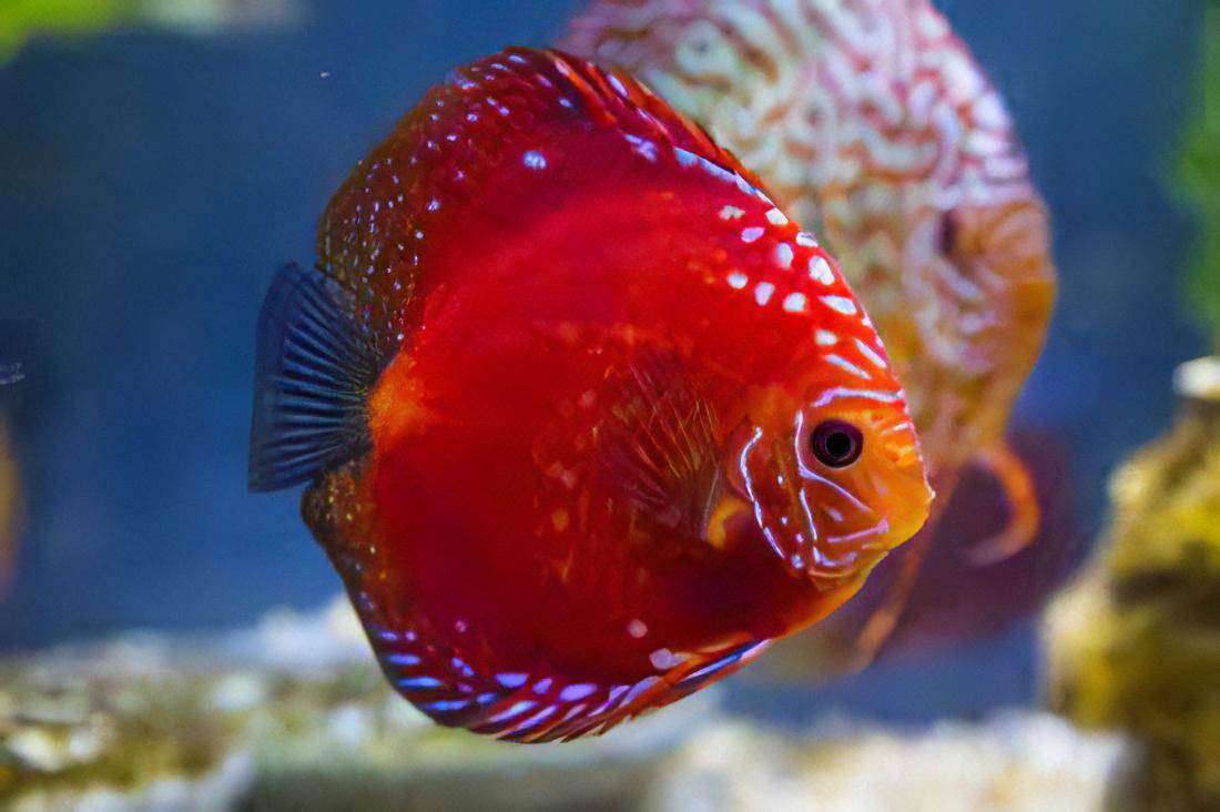 Red Rafflesia Discus - Real Aquatics