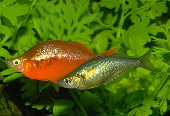 Red Rainbow Fish Glossolepis Incisus 5cm - Real Aquatics
