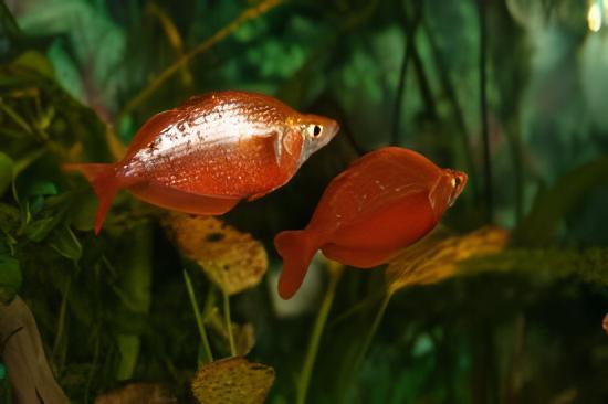 Red Rainbow Fish Glossolepis Incisus 5cm - Real Aquatics