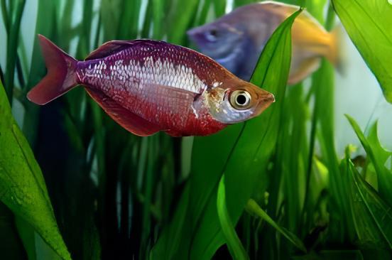 Red Rainbow Fish Glossolepis Incisus 5cm - Real Aquatics
