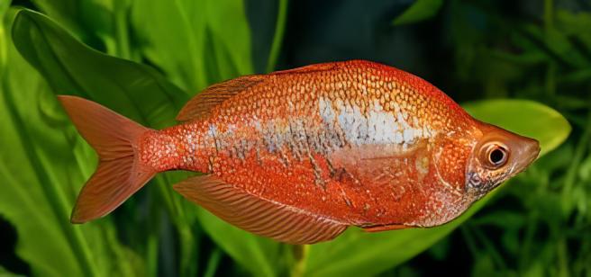 Red Rainbow Fish Glossolepis Incisus 5cm - Real Aquatics