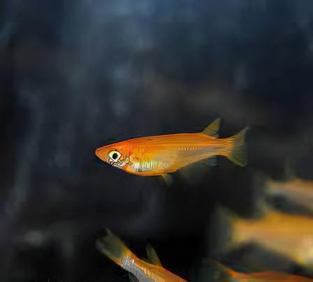 Red Rice Fish Tetra Oryzias Latipes 3cm - Real Aquatics