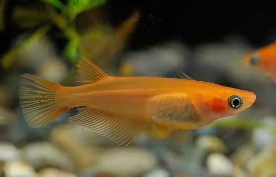 Red Rice Fish Tetra Oryzias Latipes 3cm - Real Aquatics