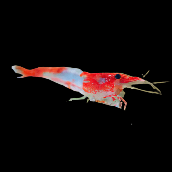 Red Rili Shrimp Neocaridina 2cm - Real Aquatics