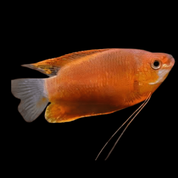 Red Robin Thick Lipped Gourami Trichogaster Labiosa 5cm - Real Aquatics
