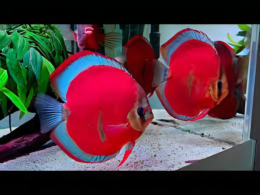 Red Rose Discus - Real Aquatics