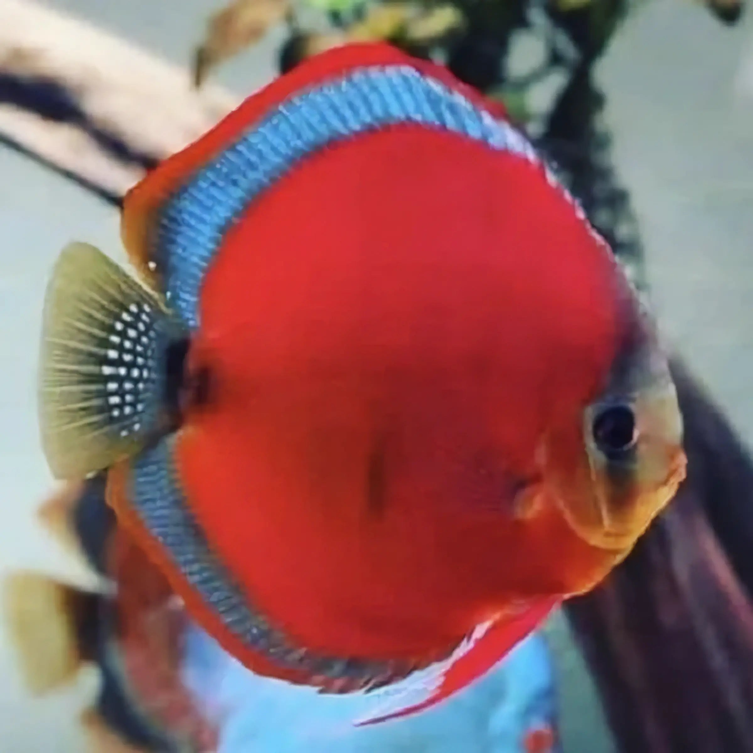 Red Rose Discus - Real Aquatics