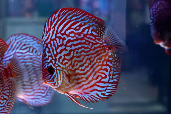 Red Royal Blue Discus - Real Aquatics