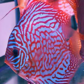 Red Royal Blue Discus - Real Aquatics