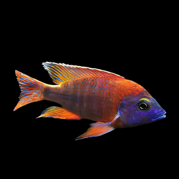 Aulonocara Red Ruby Peacock Malawi African Cichlid