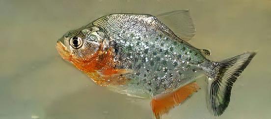 Red Ruby Spilo Piranha Serrasalmus Sanchezi Para 10cm - Real Aquatics