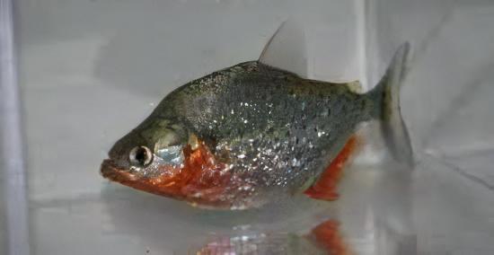 Red Ruby Spilo Piranha Serrasalmus Sanchezi Para 10cm - Real Aquatics