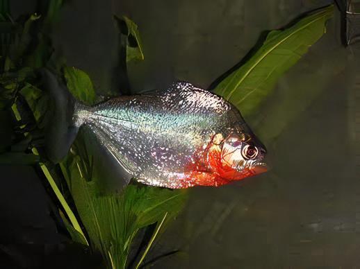 Red Ruby Spilo Piranha Serrasalmus Sanchezi Para 10cm - Real Aquatics