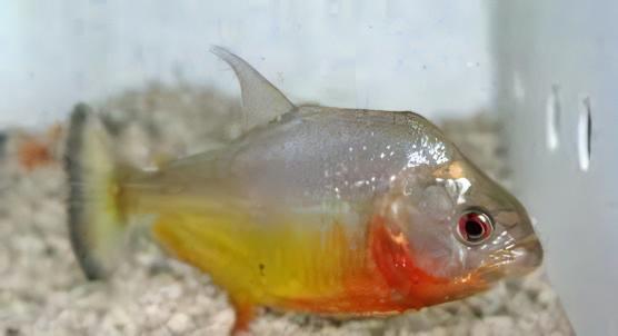 Red Ruby Spilo Piranha Serrasalmus Sanchezi Para 10cm - Real Aquatics