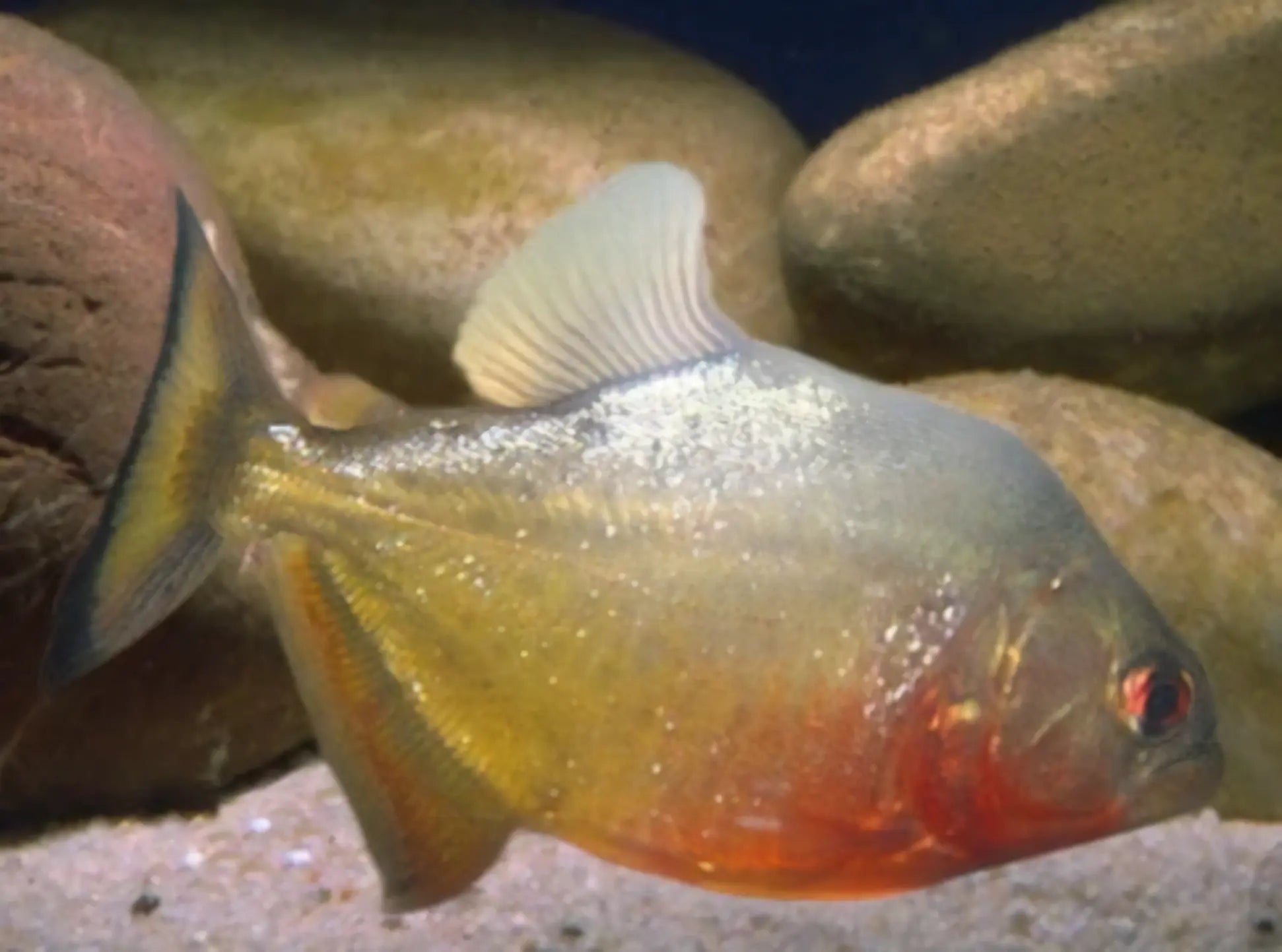 Red Ruby Spilo Piranha Serrasalmus Sanchezi Para 10cm - Real Aquatics