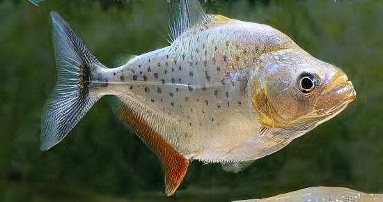 Red Ruby Spilo Piranha Serrasalmus Sanchezi Para 10cm - Real Aquatics