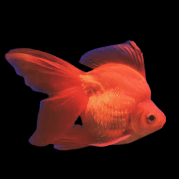 Red Ryukin Goldfish Carassius Auratus - Real Aquatics
