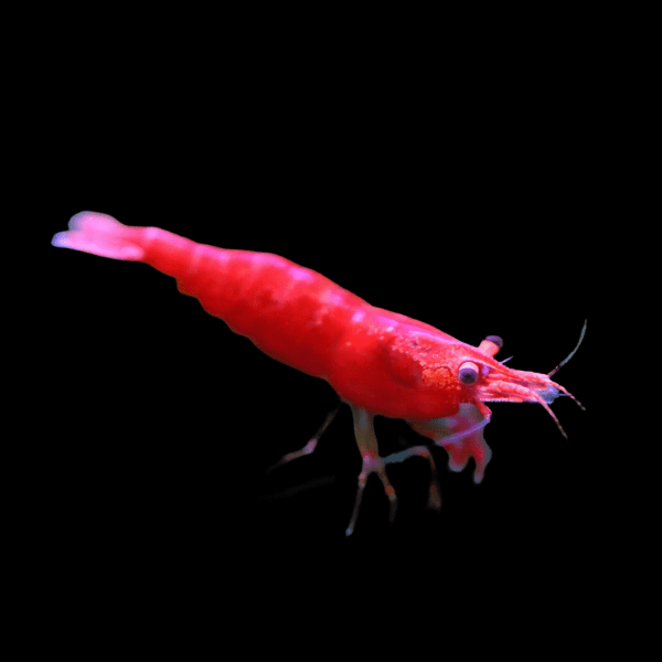 Red Sakura Shrimp Neocaridina Heteropda 2cm - Real Aquatics