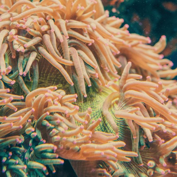 Red Sand Anemone Macrodactyla Doreensis - Real Aquatics