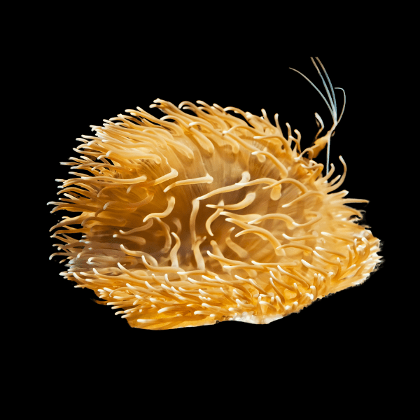 Red Sand Anemone Macrodactyla Doreensis - Real Aquatics