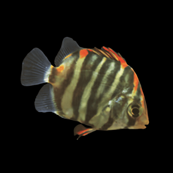 Red Scat Scatophagus Argus 4cm - Real Aquatics