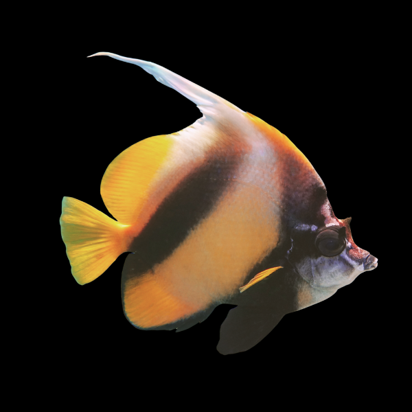 Red Sea Bannerfish Heniochus Intermedius - Real Aquatics