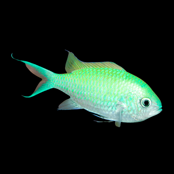 Red Sea Green Chromis Chromis Viridis - Real Aquatics