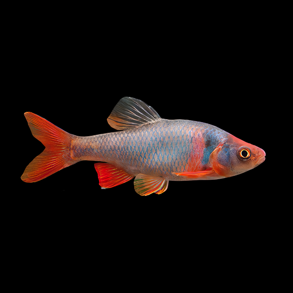 Red Shiner Red Horse Minnow Cyprinella Lutrensis 4cm - Real Aquatics