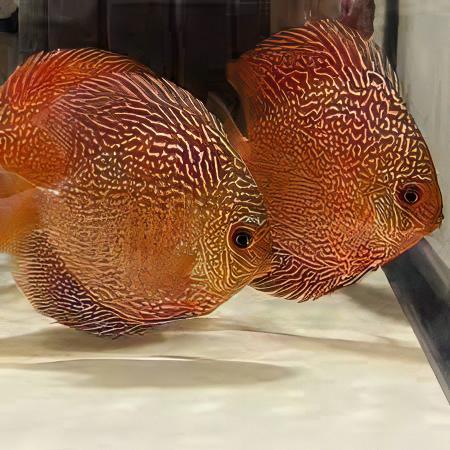 Red Snakeskin Discus - Real Aquatics