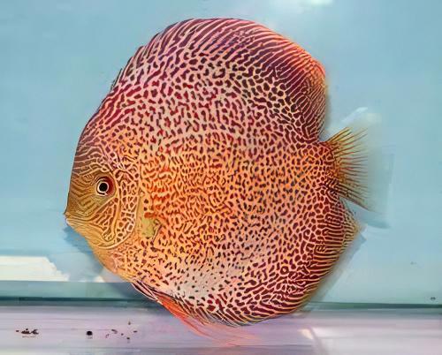 Red Snakeskin Discus - Real Aquatics