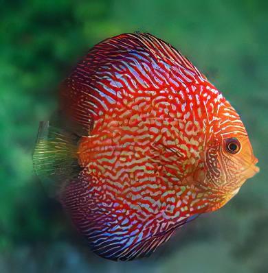 Red Snakeskin Discus - Real Aquatics