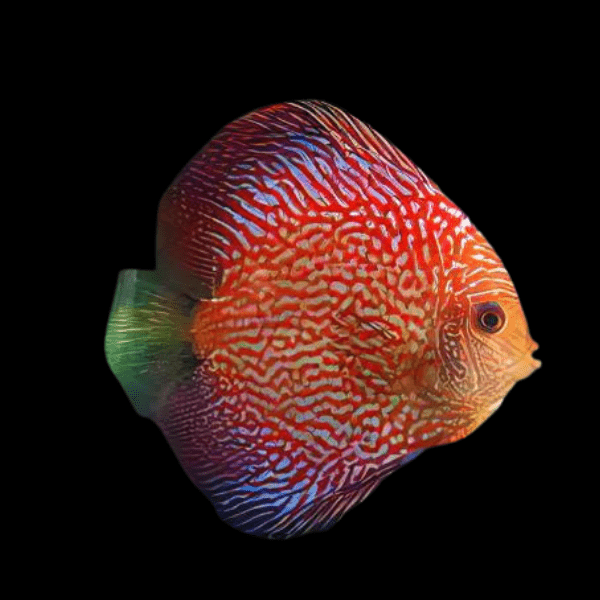 Red Snakeskin Discus - Real Aquatics
