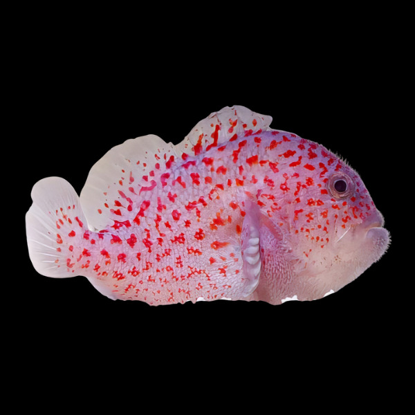 Red Speckled Coral Goby Caracanthus Maculatus - Real Aquatics